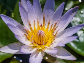 紫色花瓣的特写照片