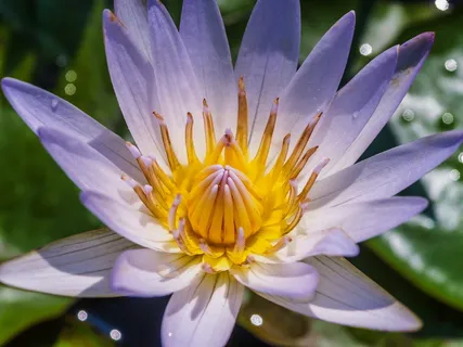 紫色花瓣的特写照片 紫色花瓣的特写照片