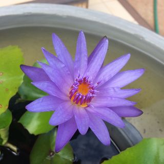 莲花，华丽，美丽，水，自然，诱人，花，开花植物