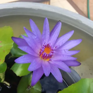 莲花，华丽，美丽，水，自然，诱人，花，开花植物