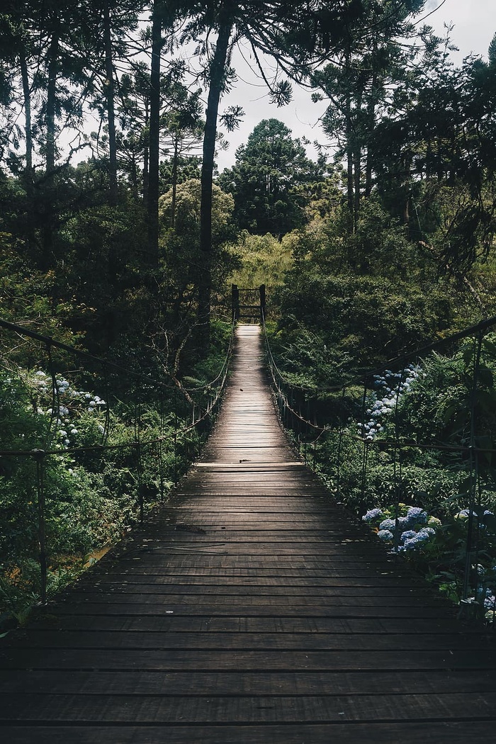 绿色森林环绕的黑色吊桥