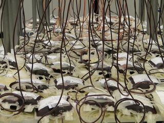 包, 血袋, 袋子, 红细胞, 红色, 献血者, 自行车, 大组物体