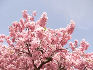 樱花，花朵，春天，樱花，粉色，木头，花朵，粉色