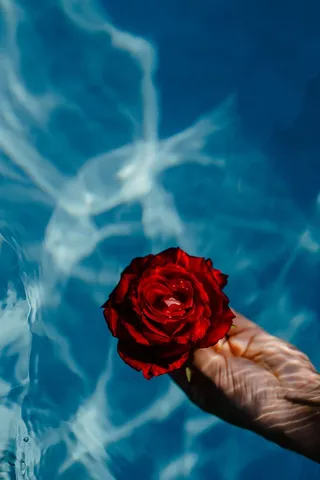 在一个温暖的夏日，一座游泳池的碧水上升起了一座清新的花园