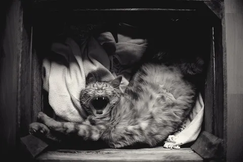 盒子里猫的灰度照片 盒子里猫的灰度照片