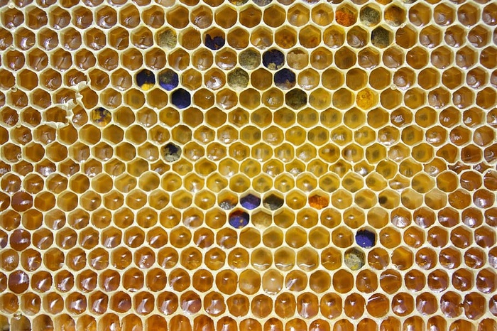 蜂巢，蜂蜜，蜂巢，花粉，六边形，蜂巢，细胞，金色