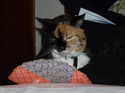 橙色，黑色，躺着，粉红色，床，猫，牌，玩