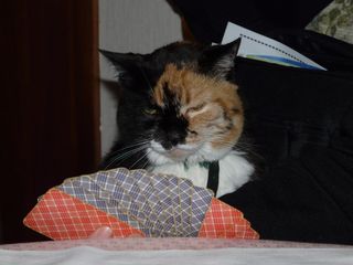 橙色，黑色，躺着，粉红色，床，猫，牌，玩