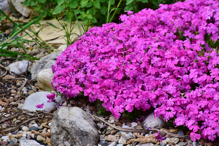 紫色，花瓣状花朵，花朵，福禄考，植物，粉红色，polemoniaceae，花园