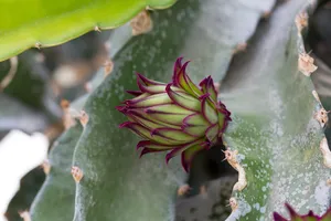 钮扣花，火龙果，火龙果，火龙果，仙人掌，刺，植物，生长