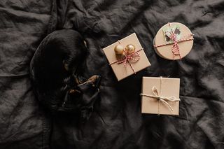 送给可爱小狗的圣诞礼物