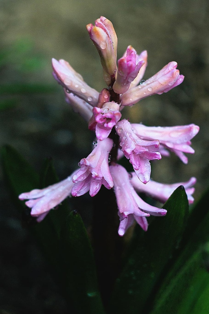 特写照片，粉色，花瓣花朵，自然，植物，花朵，薰衣草，花瓣