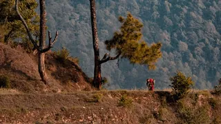 走在树附近的老妇人