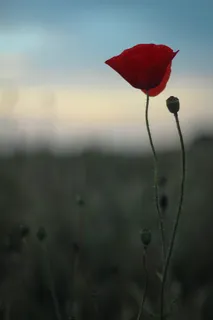 特写照片, 红色, 花瓣, 罂粟, 苏格兰, 夏天, 自然, 花园 特写照片, 红色, 花瓣, 罂粟, 苏格兰, 夏天, 自然, 花园