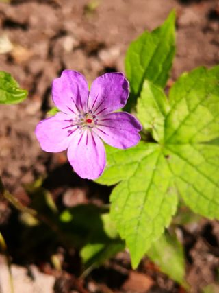 紫色的花，谦逊，纯洁，自然，朴素，开花的植物，花，植物