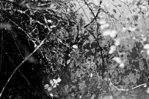 叶子的选择性聚焦照片