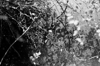 叶子的选择性聚焦照片