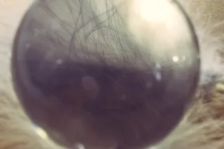 玻璃球，羽毛，舒适，透气，春季连衣裙，鸟羽毛，羽量级，轻盈