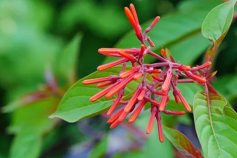 珊瑚忍冬,也被称为喇叭忍冬,在后院花园的花盆里开着红花。本土蜂鸟授粉的藤蔓植物比入侵的日本金银花要少见得多,后者开黄色到白色的花。 珊瑚忍冬,也被称为喇叭忍冬,在后院花园的花盆里开着红花。本土蜂鸟授粉的藤蔓植物比入侵的日本金银花要少见得多,后者开黄色到白色的花。