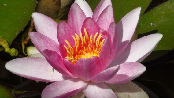 池塘、玫瑰、粉红、开放、夏季、黄体裸花、水生植物、开花植物