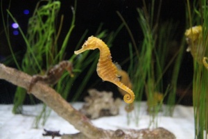 棕色，海马，水，海马，is，horsey，natural，sea