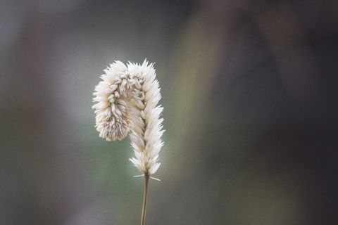 背景模糊的一朵花。