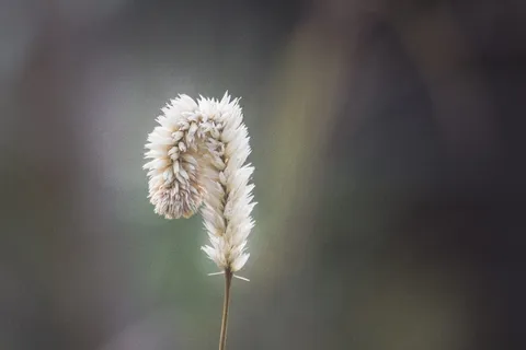 背景模糊的一朵花。