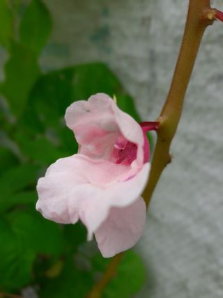 花卉，花卉，花卉，天然，开花植物，花卉，自然之美，植物