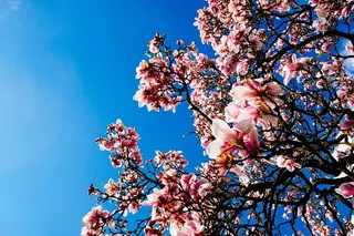 开花，开花，樱花，植物，花朵，天空，树，植物