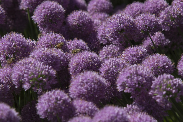 葱，韭菜，韭菜开花，韭菜和蜜蜂，蜜蜂，蜜蜂，花粉，花园