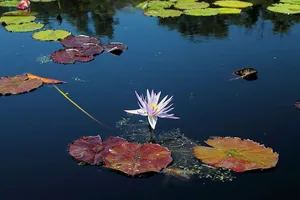 waterlilly，花卉，德克萨斯州，水，夏天，植物，热带，植物