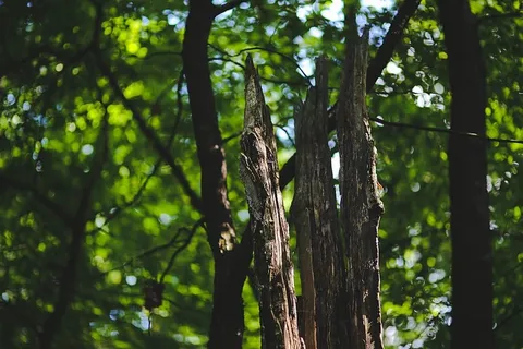 枯树 枯树