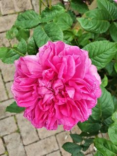 花，开花，植物，花瓣，玫瑰，开花植物，自然之美，粉色