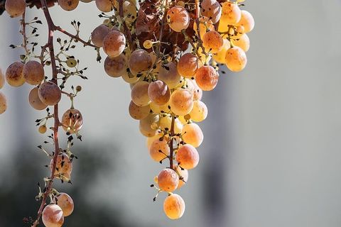 葡萄，葡萄，葡萄酒，当然，自然，水果，葡萄酒种植，绿色葡萄