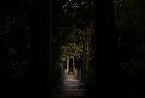 树枝，桥，黑暗，森林，树叶，自然，小路，小路