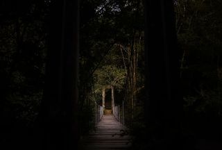 树枝，桥，黑暗，森林，树叶，自然，小路，小路