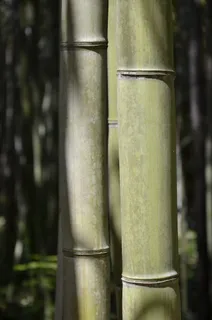 竹子、自然、植被、植物、绿色、花园、宁静、放松 竹子、自然、植被、植物、绿色、花园、宁静、放松