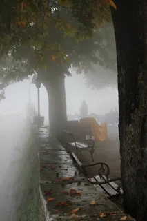 格罗兹扬、雾、苦难、希望之光、树、植物、大自然、树干