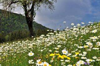 自然，风景，草地，天然草坪，花卉草地，花卉，春天，雏菊