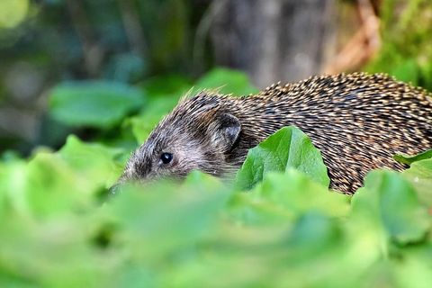 刺猬，刺，汉娜，觅食，夜间活动，可爱，动物，多刺