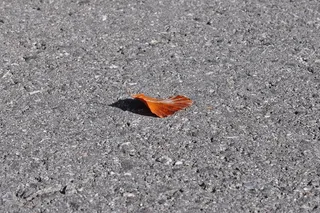 叶子，叶子，秋天，秋天，干燥，没有人，天