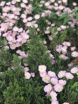 花，阳光，粉红色，盛开，田野，新鲜，生长，叶子