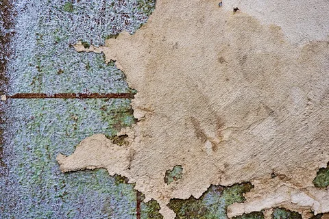 叶子，植物，锈病，地毯，图表，地图，地面，污渍