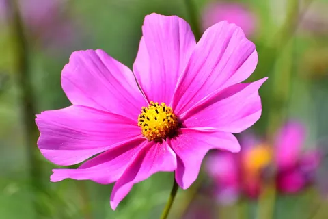 cosmea,花朵,宇宙,花朵,花朵,粉色,植物,花园 cosmea,花朵,宇宙,花朵,花朵,粉色,植物,花园