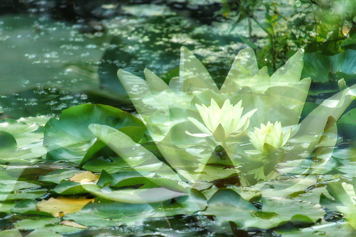 睡莲，罗森戈斯湖，黄色，百合池，花，植物，夏季，双重曝光