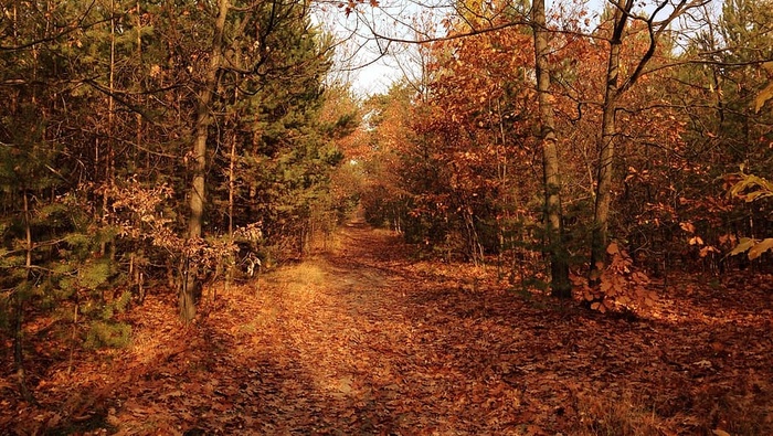 树，秋天，树叶，倒塌，自然，风景，十月，颜色