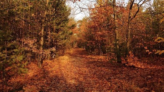 树，秋天，树叶，倒塌，自然，风景，十月，颜色