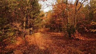 树，秋天，树叶，倒塌，自然，风景，十月，颜色