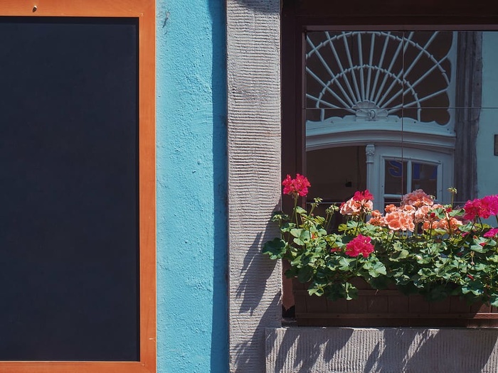 红色、花朵、正面、灰色、混凝土、建筑、建筑、房屋