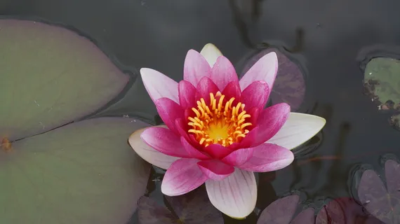 睡莲,开花,水生植物,开花,自然,水,黄花,玫瑰湖 睡莲,开花,水生植物,开花,自然,水,黄花,玫瑰湖